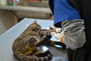 El Hospital Municipal de Zoonosis de José C Paz se consolida como referente regional en salud animal