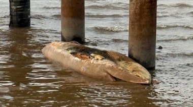 Una ballena encallada apareció en la Costanera Norte