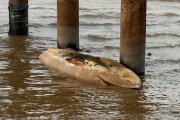 Una ballena encallada apareció en la Costanera Norte