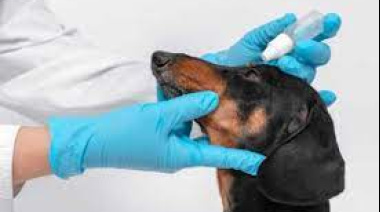 El Veterinario: clave en la salud animal, humana y ambiental