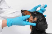 El Veterinario: clave en la salud animal, humana y ambiental