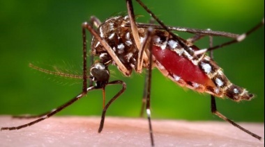 Dengue en 23 localidades bonaerenses