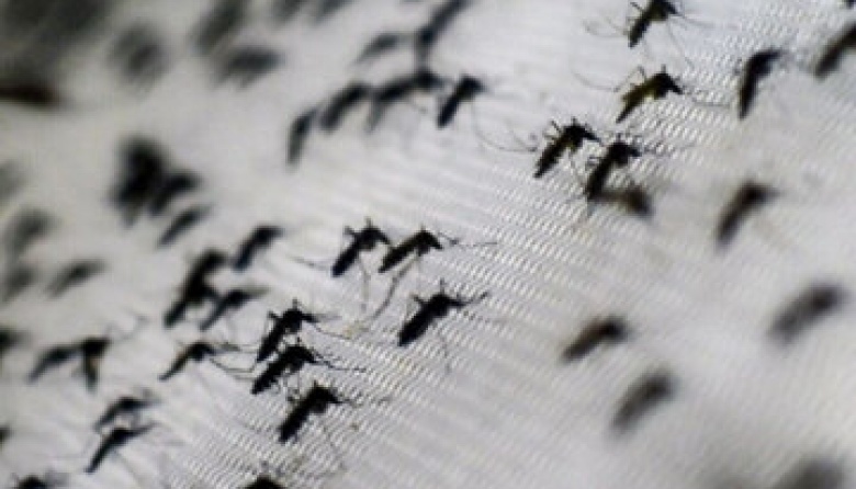 El gobierno culpa al peronismo por la invasión de mosquitos