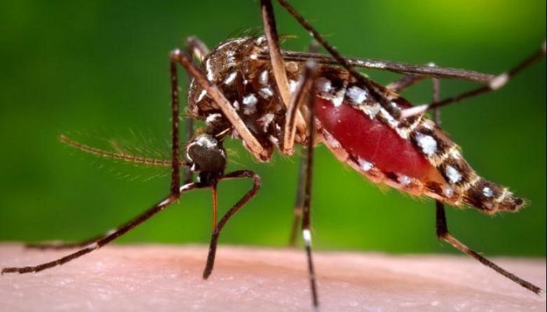 Dengue en 23 localidades bonaerenses