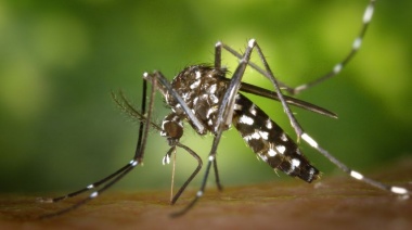 Avanza la vacuna de chikungunya, con un 99% de efectividad