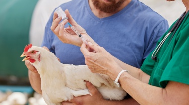 Emergencia por gripe aviar: cuáles son las nuevas medidas para evitar el brote