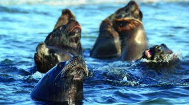 Aviar: Senasa confirmó nuevos brotes en lobos marinos en Necochea y Santa Cruz
