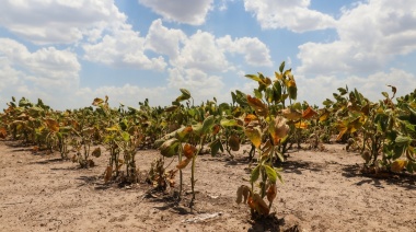 Economía declaró la emergencia agropecuaria en Jujuy, Salta y Neuquén