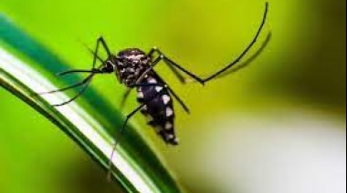DENGUE: Faltan repelentes y suben los precios