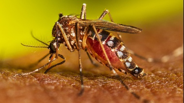 DENGUE: Ya se registraron más de 95.000 casos