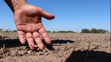 Por la sequía, declaran la emergencia agropecuaria en Tucumán