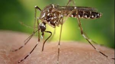 Kreplak advirtió que vendrá un duro brote de dengue: "Va a ser desquiciante para la gente"