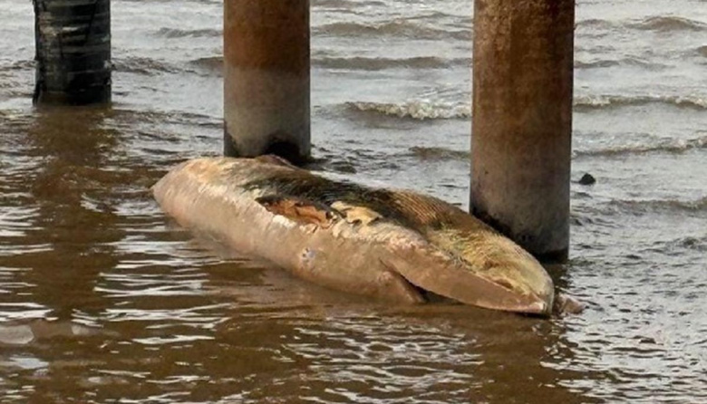 Una ballena encallada apareció en la Costanera Norte
