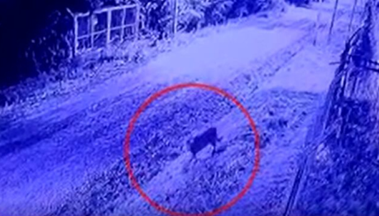 Un puma suelto en un barrio privado de Pilar