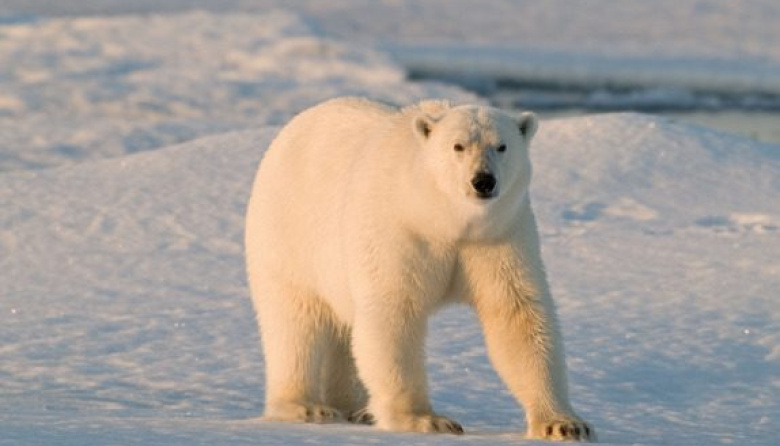 Fue multado por despertar a un oso polar