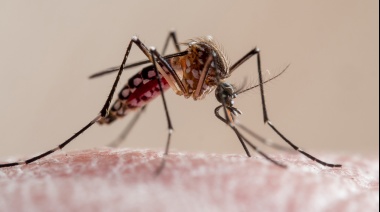 Llegan a más de 71 mil los contagios de dengue en el país