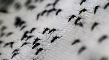 El gobierno culpa al peronismo por la invasión de mosquitos