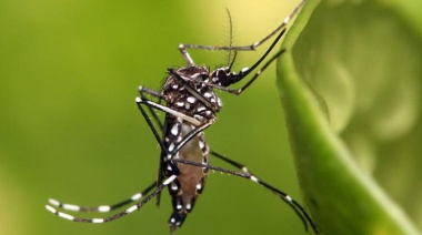Dengue en Argentina: ya son más de 180.000 casos
