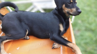 Día Mundial del Perro