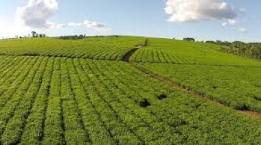 En un año, el consumo de yerba cayó casi 9 puntos