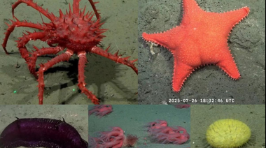 Inédita transmisión del CONICET muestra el fondo del mar argentino