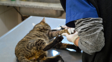 El Hospital Municipal de Zoonosis de José C Paz se consolida como referente regional en salud animal