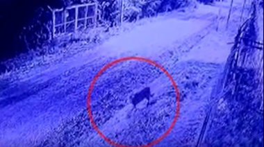 Un puma suelto en un barrio privado de Pilar