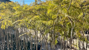 Mas árboles para los barrios de José C Paz