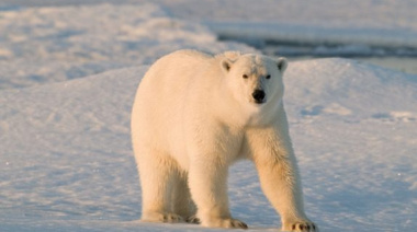 Fue multado por despertar a un oso polar