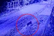 Un puma suelto en un barrio privado de Pilar