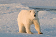 Fue multado por despertar a un oso polar